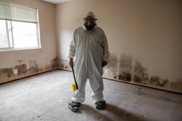 Trusted Delta, OH Mold Removal Experts